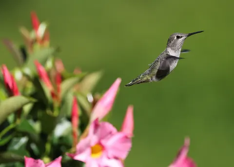 Hummingbird 4K Wallpaper · animals · 3840×2735