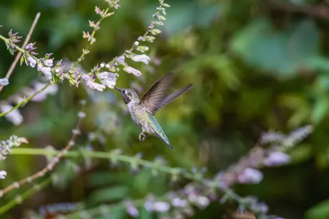 Hummingbird 4K Wallpaper · animals · 3840×2560