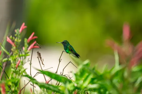 Hummingbird 4K Wallpaper · animals · 3840×2560