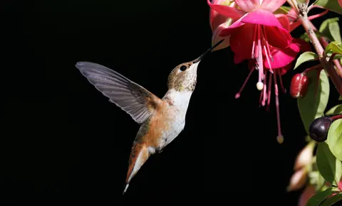 Hummingbird 4K Wallpaper · animals · 3840×2318