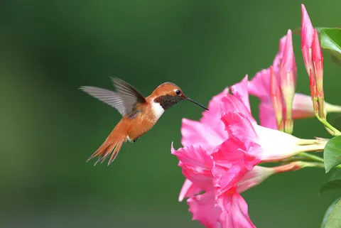 Hummingbird 4K Wallpaper · animals · 3840×2571