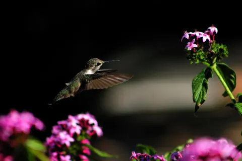Hummingbird 4K Wallpaper · animals · 3840×2560