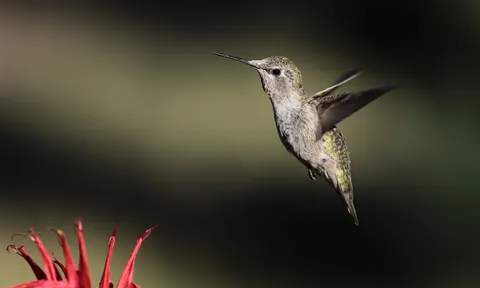 Hummingbird 4K Wallpaper · animals · 3840×2306