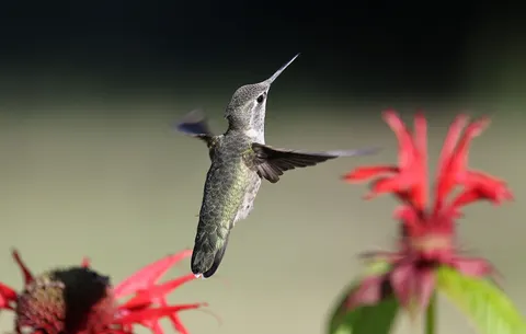 Wallpaper Burung Kolibri 4K · animals · 3840×2436