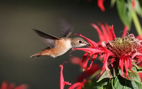 خلفية طائر طنان بدقة 4K · animals · 3840×2407