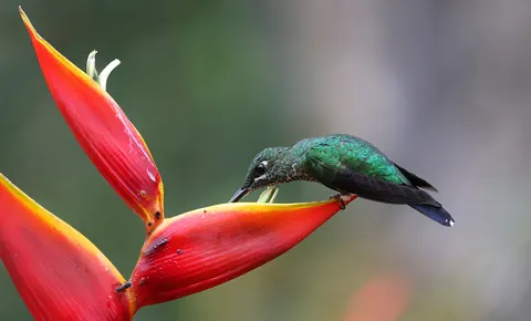 Hummingbird 4K Wallpaper · animals · 3840×2321