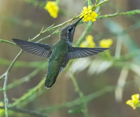 Hummingbird 4K Wallpaper · animals · 3840×3210