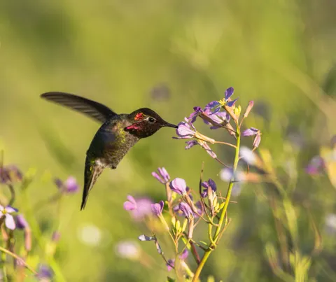 Hummingbird 4K Wallpaper · animals · 3840×3221