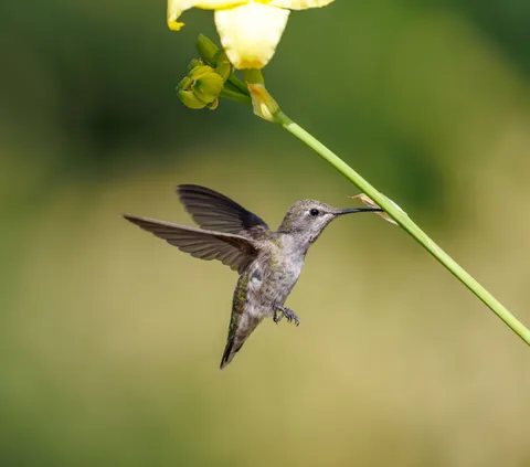 Hummingbird 4K Wallpaper · animals · 3840×3387
