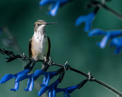 Hummingbird 4K Wallpaper · animals · 3840×3073