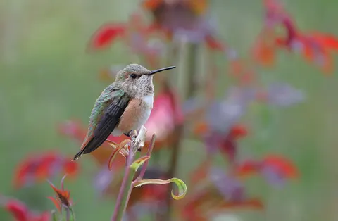 Fond d'écran Colibri 4K · animals · 3840×2517