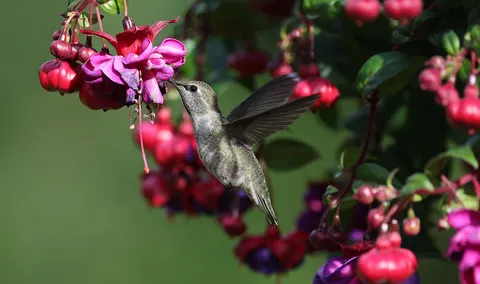 Hummingbird 4K Wallpaper · animals · 3840×2270
