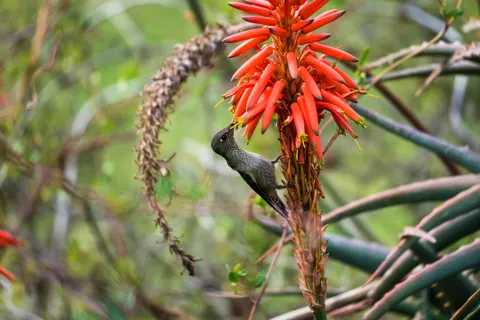 Hummingbird 4K Wallpaper · animals · 3840×2560