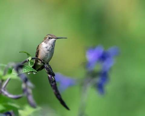 Tapeta Koliber 4K · animals · 3840×3072
