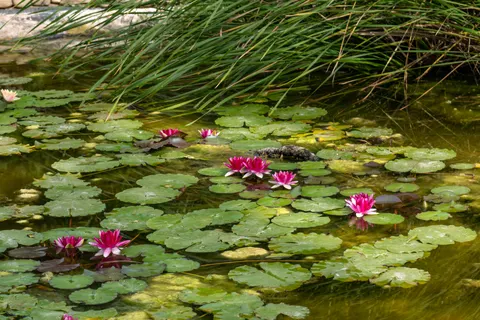 Fond d'écran Nénuphar 4K · flowers · 3840×2560