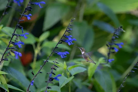 Hummingbird 4K Wallpaper · animals · 3840×2560