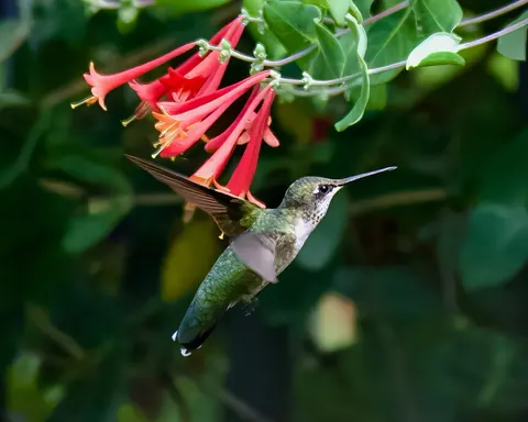 Hummingbird 4K Wallpaper · animals · 3840×3073