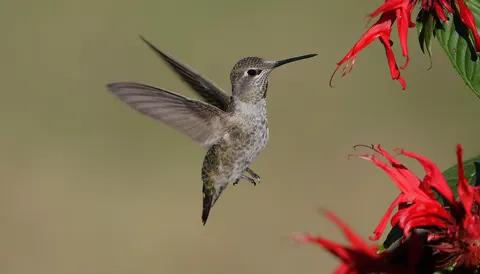 Hummingbird 4K Wallpaper · animals · 3840×2189