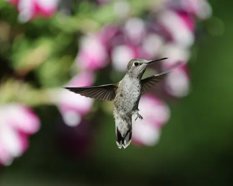 Hummingbird 4K Wallpaper · animals · 3840×3059