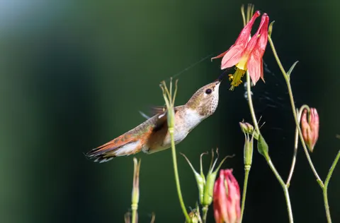 Hummingbird 4K Wallpaper · animals · 3840×2527