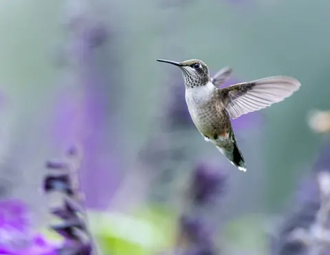 Hummingbird 4K Wallpaper · animals · 3840×2967
