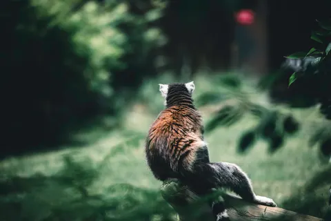 小熊貓 4K桌布 · animals · 3840×2561