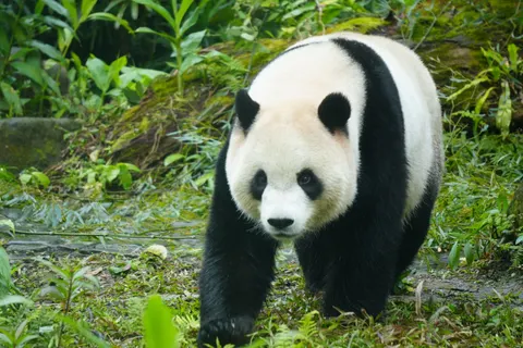 Fond d'écran Panda roux 4K · animals · 3840×2560