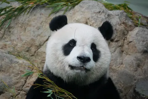 والپیپر پاندای سرخ با کیفیت 4K · animals · 3840×2560