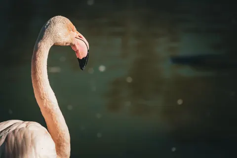 Flamingos 4K Wallpaper · animals · 3840×2561