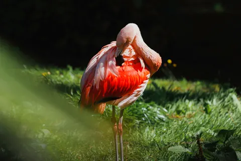 Flamingos 4K Hintergrundbild · animals · 3840×2560