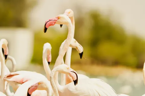Flamingos 4K Wallpaper · animals · 3840×2560