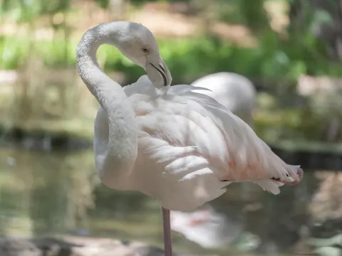 Flamingos 4K Wallpaper · animals · 3840×2880