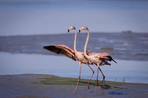 Flamingos 4K Wallpaper · animals · 3840×2560