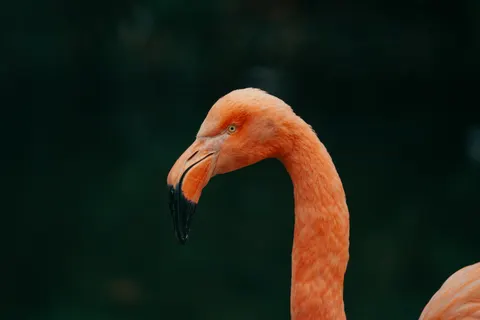 Flamingos 4K Wallpaper · animals · 3840×2560
