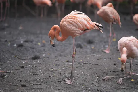 Flamingos 4K Wallpaper · animals · 3840×2560