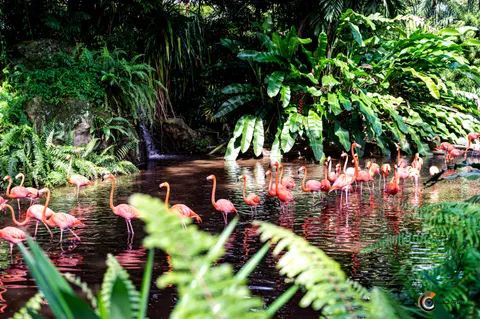Flamingos 4K Wallpaper · animals · 3840×2555
