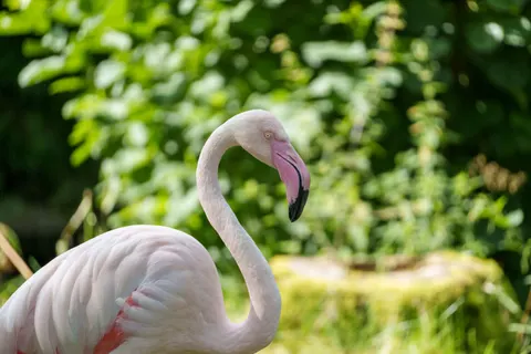 Flamingos 4K Wallpaper · animals · 3840×2560