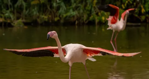 Flamingos 4K Wallpaper · animals · 3840×2056