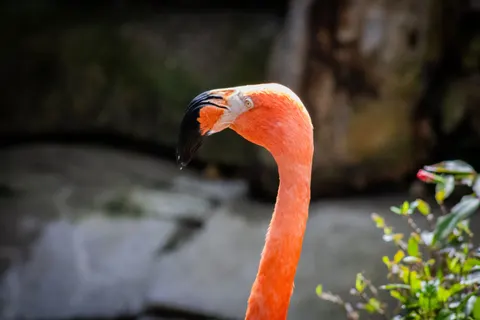 Flamingos 4K Wallpaper · animals · 3840×2560