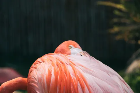 Flamingos 4K Wallpaper · animals · 3840×2560