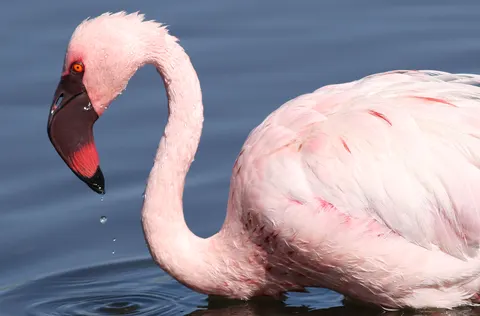 Flamingos 4K Wallpaper · animals · 3840×2531