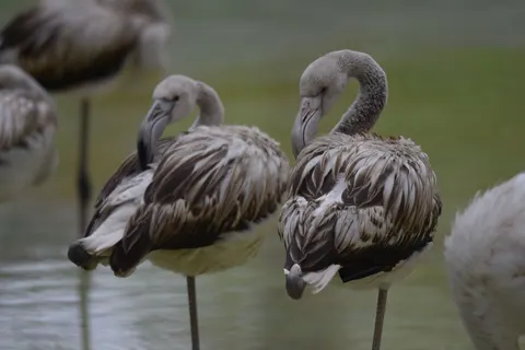 Sfondo Fenicotteri 4K · animals · 3840×2563