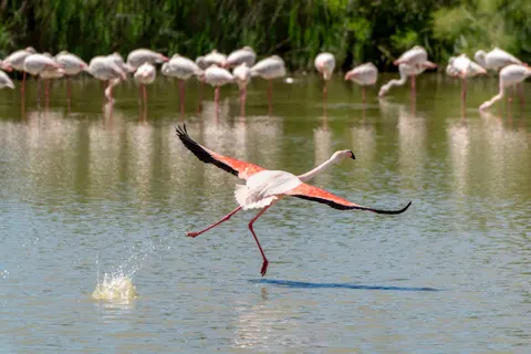 Flamingos 4K Hintergrundbild · animals · 3840×2561