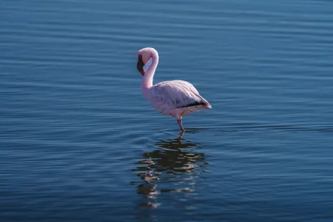 Sfondo Fenicotteri 4K · animals · 3840×2560
