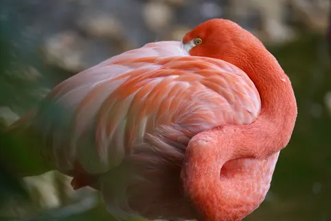 Sfondo Fenicotteri 4K · animals · 3840×2560