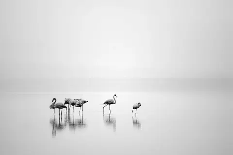 플라밍고 4K 배경화면 · animals · 3840×2563