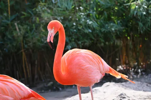 राजहंस 4K वॉलपेपर · animals · 3840×2560