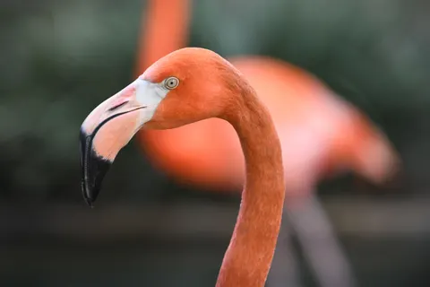 والپیپر فلامینگوها با کیفیت 4K · animals · 3840×2560