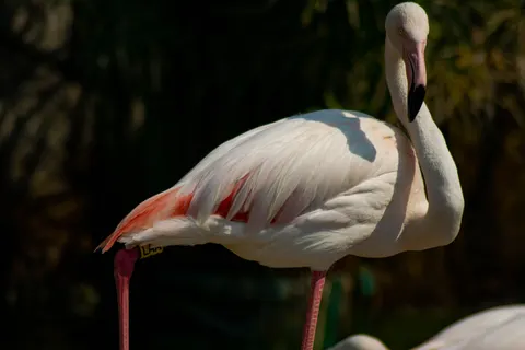 火烈鳥 4K桌布 · animals · 3840×2560