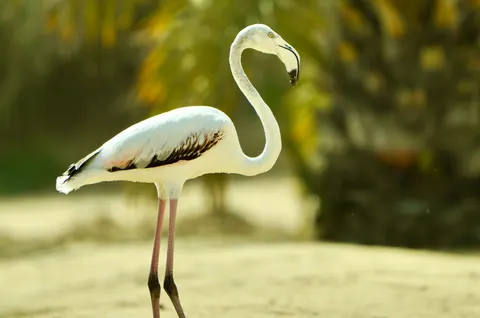 플라밍고 4K 배경화면 · animals · 3840×2541